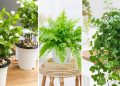 10 loại cây cảnh để trong phòng ngủ giúp bạn có giấc ngủ ngon hơn