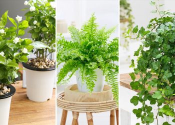 10 loại cây cảnh để trong phòng ngủ giúp bạn có giấc ngủ ngon hơn