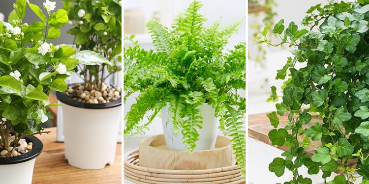 10 loại cây cảnh để trong phòng ngủ giúp bạn có giấc ngủ ngon hơn