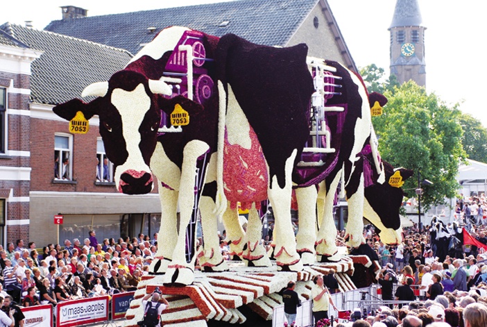 Những con bò sữa Hà Lan khổng lồ trong cuộc diễu hành hoa Bloemencorso ở Zundert năm 2010…