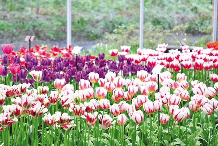 Hoa tulip và nhiều chủng loại hoa tại lễ hội hoa Keukenhof
