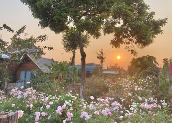 Ngôi nhà gỗ nhỏ nằm giữa vườn hoa hồng