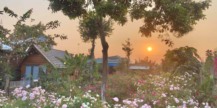 Ngôi nhà gỗ nhỏ nằm giữa vườn hoa hồng
