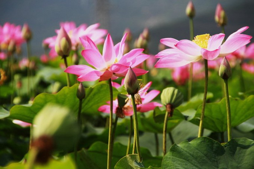 Đẹp ngất ngây trước cánh đồng sen vào mùa ở Khánh Hòa