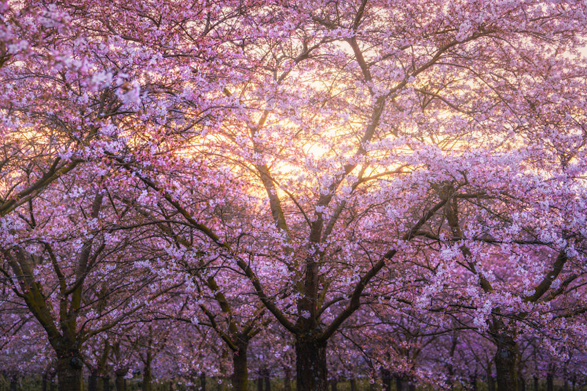 Hà Lan – thiên đường cổ tích đầy mơ mộng với hoa anh đào