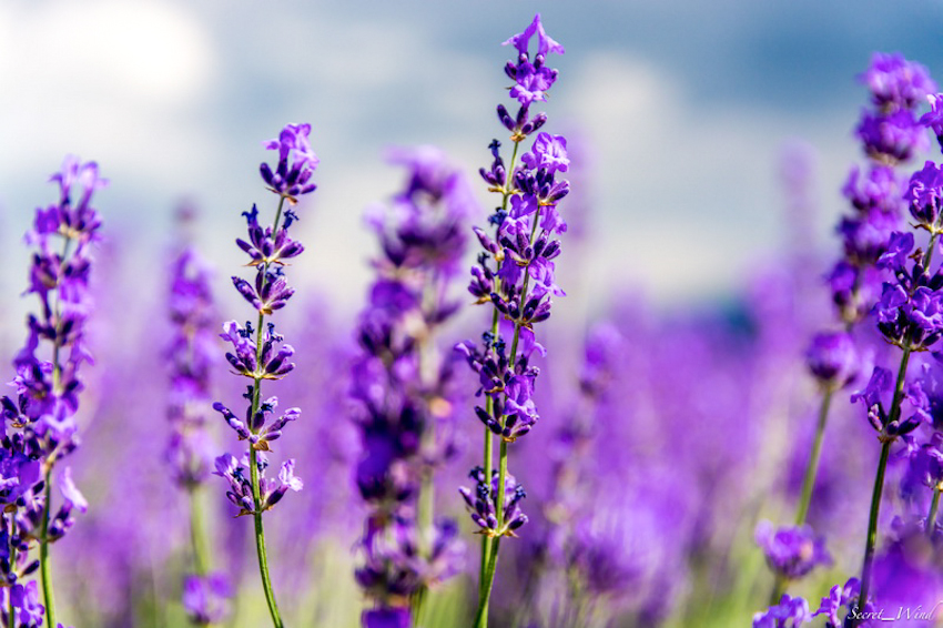 Lễ hội hoa oải hương đẹp mê đắm tại công viên Oishi, Nhật Bản