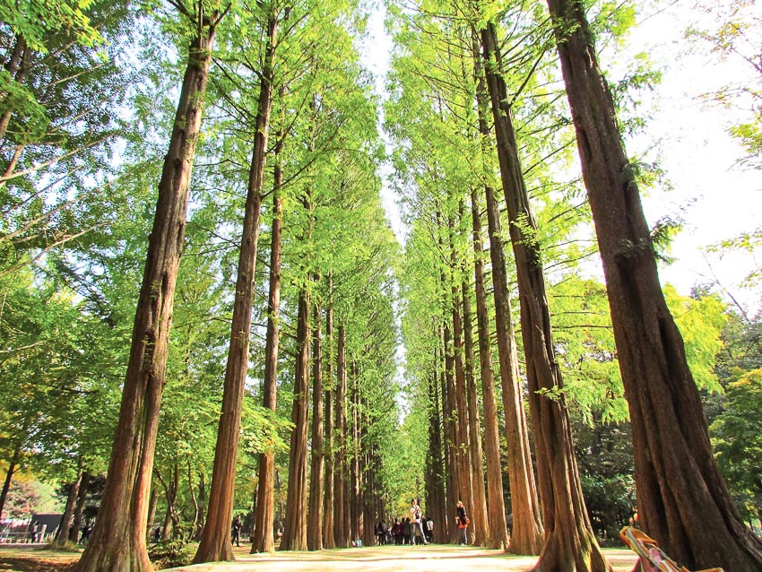 Tour du lịch Trung Quốc – Hàn Quốc mùa thu