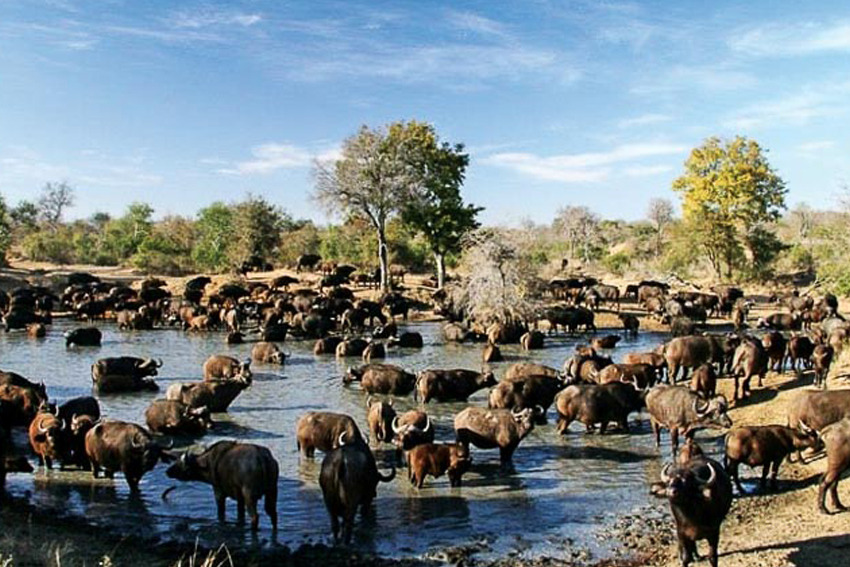 Kruger Park, niềm kiêu hãnh của Nam Phi