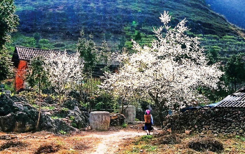 Thuần khiết mùa hoa mận ở Mộc Châu mỗi độ xuân về