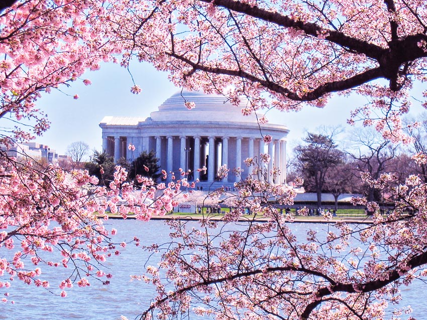 Thuần khiết mùa hoa mận ở Mộc Châu mỗi độ xuân về