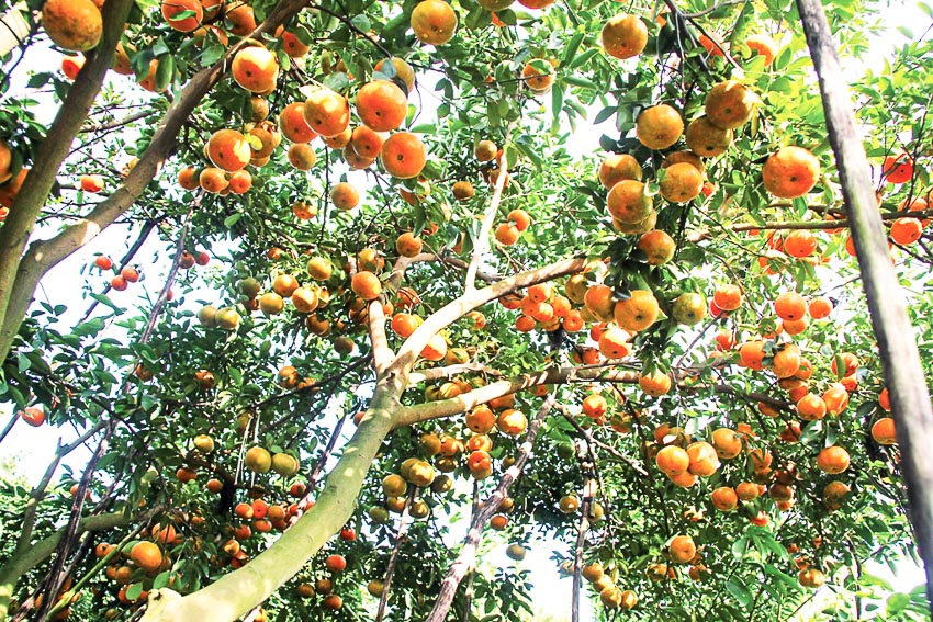 Thuần khiết mùa hoa mận ở Mộc Châu mỗi độ xuân về