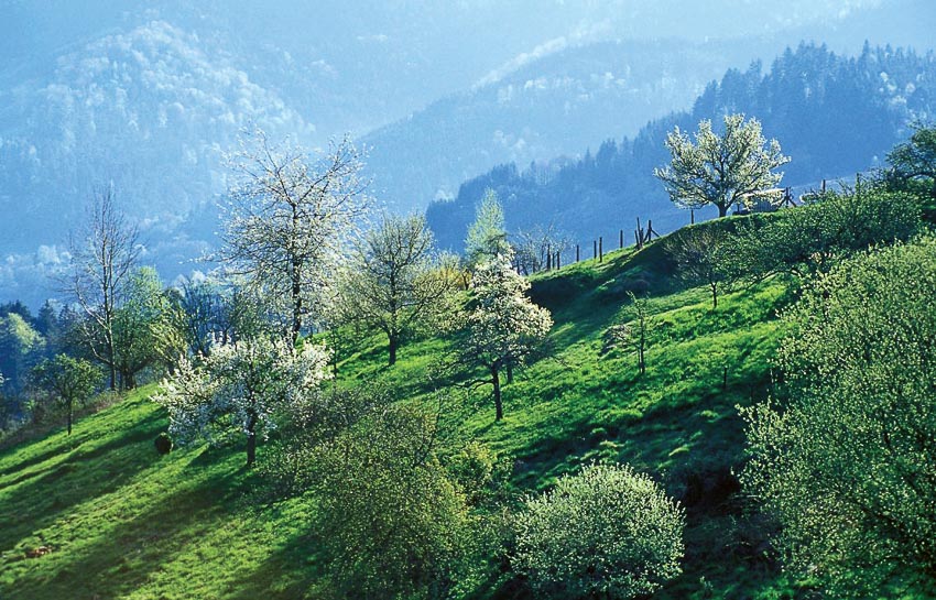 Khám phá Rừng Đen nước Đức