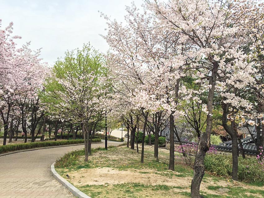 Mùa hoa anh đào tại Hàn Quốc