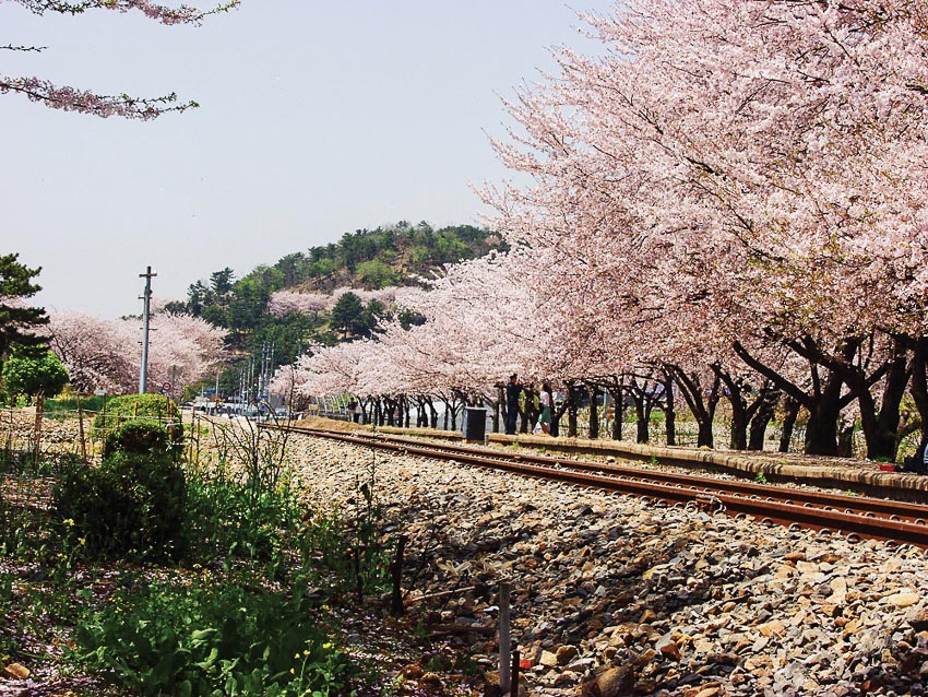 Rực rỡ mùa hoa xuân trên khắp thế giới