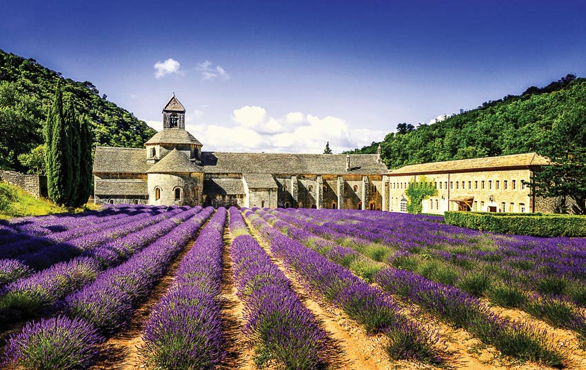 Về Avignon, ngắm oải hương nước Pháp