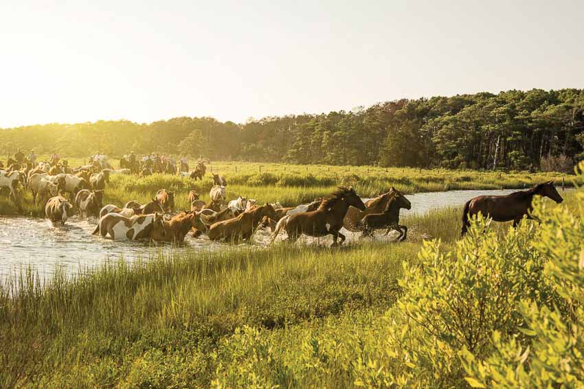 Lễ hội ngựa độc đáo trên đảo Chincoteague