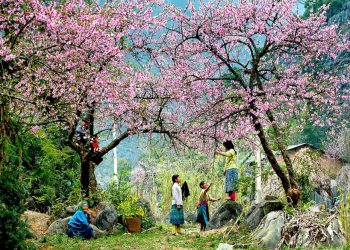 du-lich-tay-bac-nhung-mua-hoa
