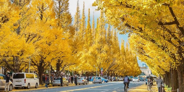 duong-Icho-Namiki-o-Nhat-Ban