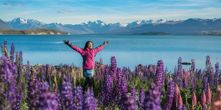 DNP775-tuoi-xanh-nhu-xuan-New-Zealand-tin DDDL-2018