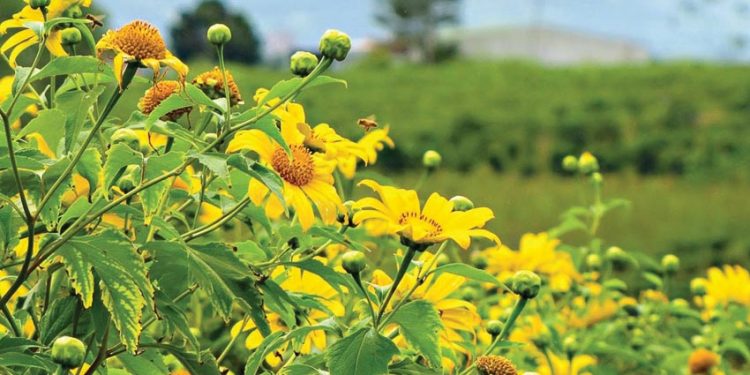 mien-man-mua-da-quy-vang