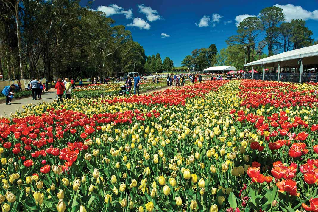 Thăm Úc nhân dịp lễ hội hoa xuân Floriade