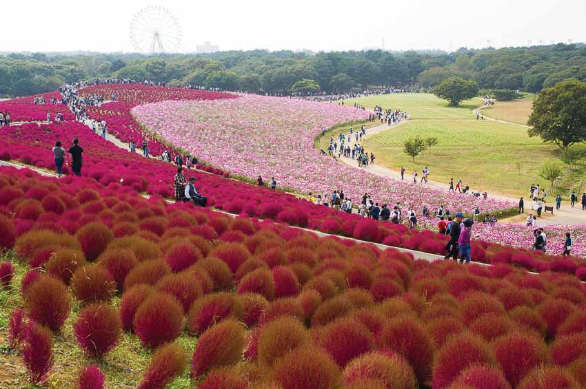 DNSG766-ngam-doi-co-doi-mau-trong-mua-thu-Nhat-Ban-tin DDDL-2018