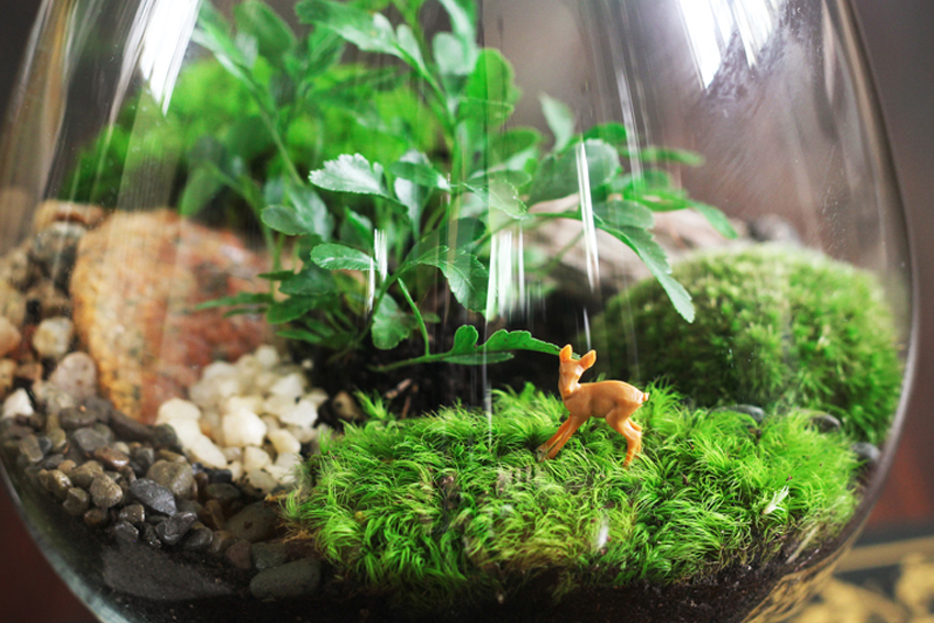 Trồng terrarium, dễ hay khó?