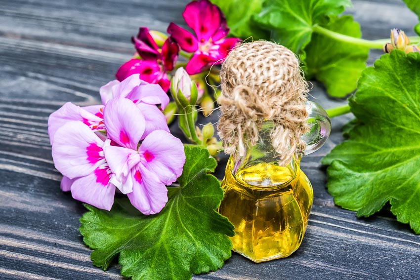 Hãy xoa dịu và an ủi Song Ngư với tinh dầu oải hương, ngọc lan tây, phong lữ