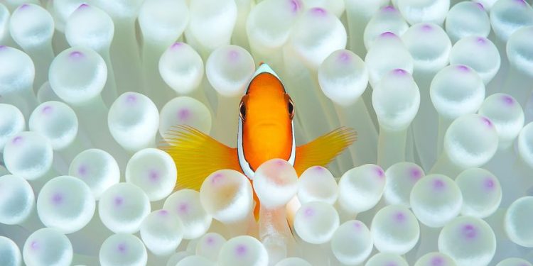 Hơn 20 bức ảnh tuyệt vời đã giành được giải thưởng ảnh quốc tế có uy tín của Siena