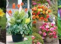 Những cây trồng tốt nhất cho mùa hè