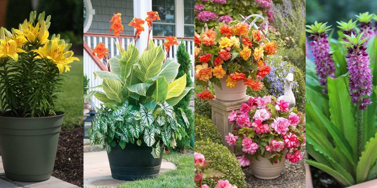 Những cây trồng tốt nhất cho mùa hè