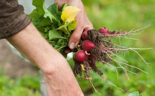 Những loại rau củ có thể trồng lại được