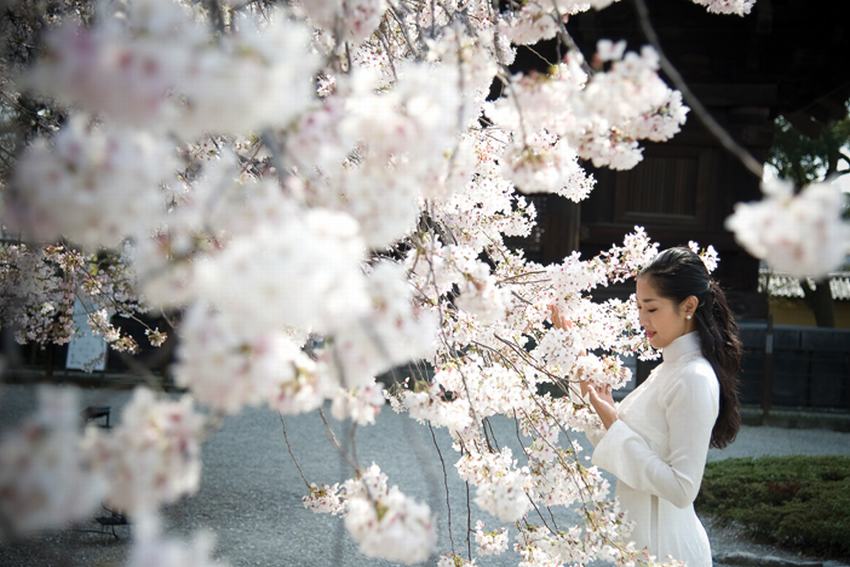 Đến Nhật trong mùa hoa anh đào