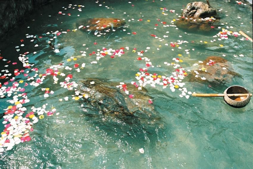 Dưới nắng xứ Đoài