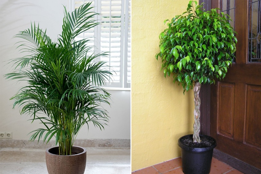 5 cây trồng làm gia tăng không khí sạch-giúp bạn có giấc ngủ ngon
