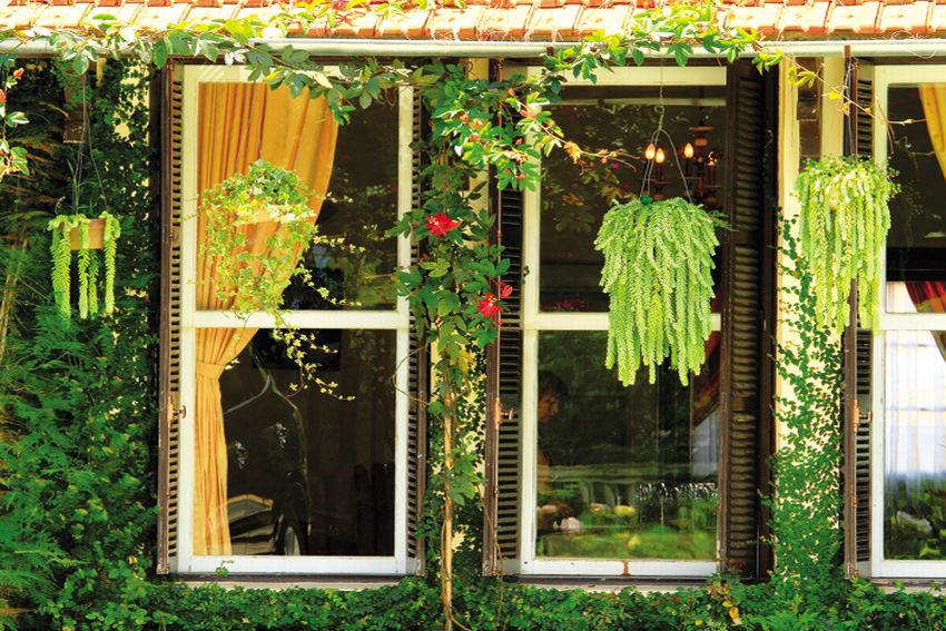 Lá hoa, sinh khí mùa xuân