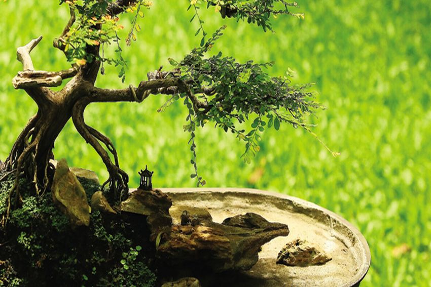 Cây chưng ngày tết hợp phong thủy