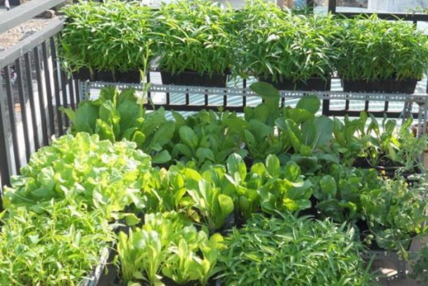 Thêm sắc xanh cho không gian nhà bạn