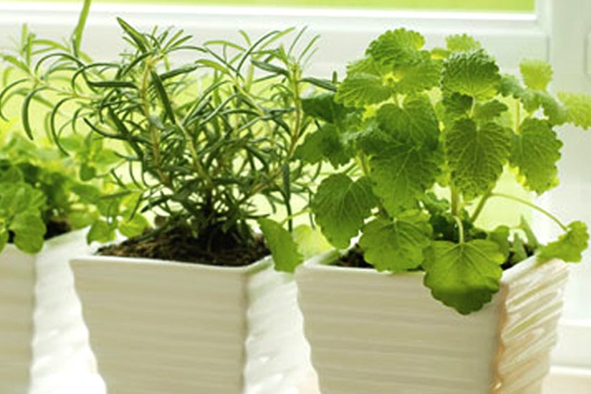 Giữ góc xanh trong nhà