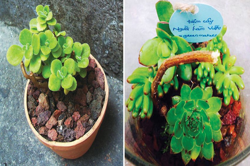 Tiệm cây Người Làm Vườn