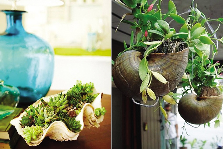 Trồng hoa kiểng trong vỏ sò