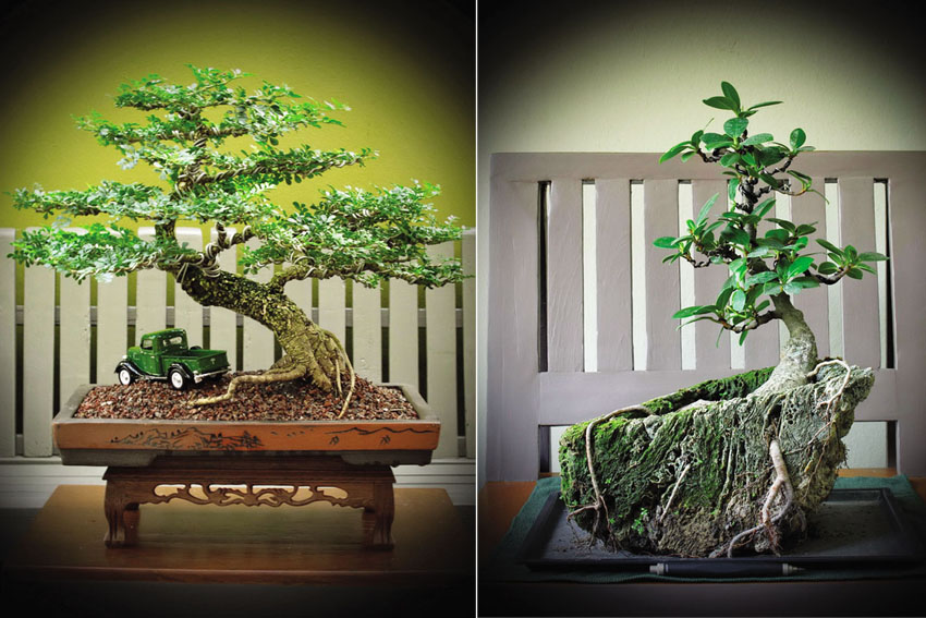 Thưởng ngoạn bonsai ngày tết