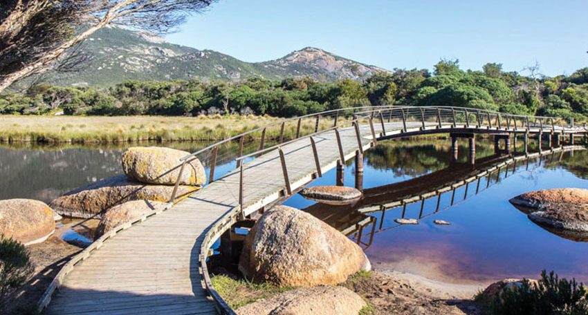 Hái nấm trong rừng Wilson Promontory