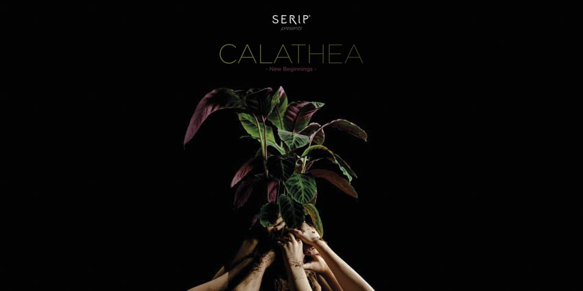Bộ sưu tập Calathea - Sự khởi đầu mới - 1