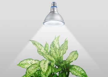 Signify ứng dụng công nghệ ánh sáng tối tân hỗ trợ phương pháp trồng cây xanh trong nhà