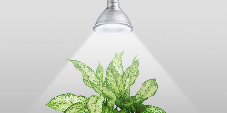 Signify ứng dụng công nghệ ánh sáng tối tân hỗ trợ phương pháp trồng cây xanh trong nhà