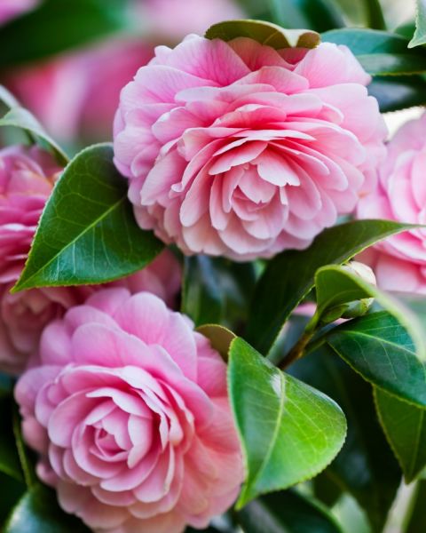 camellia-flower-meaning