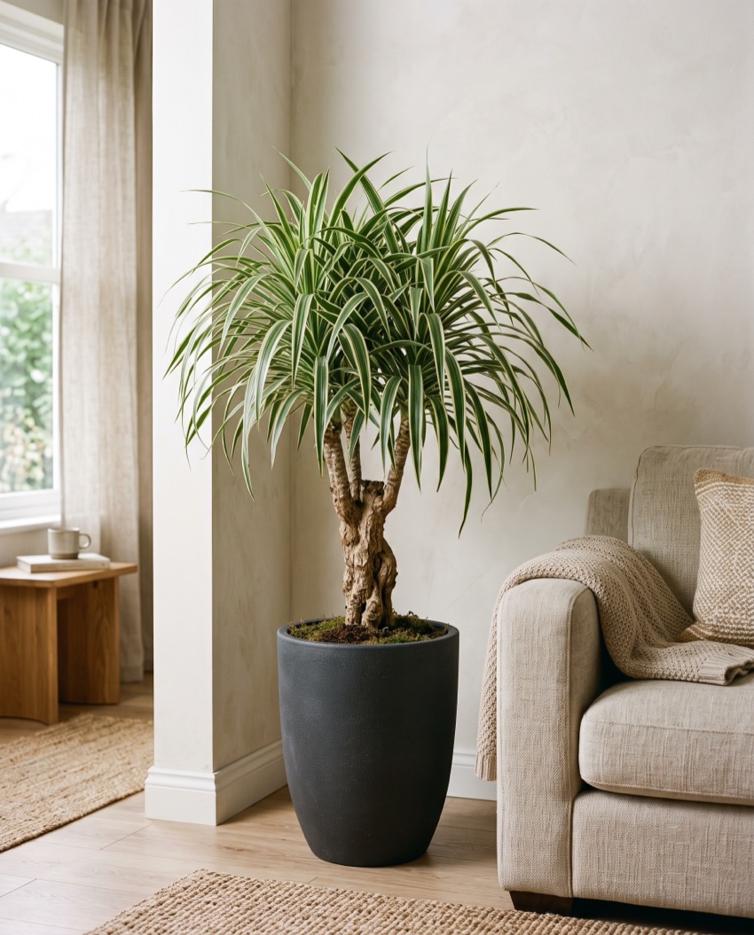 Phát tài núi - Dracaena