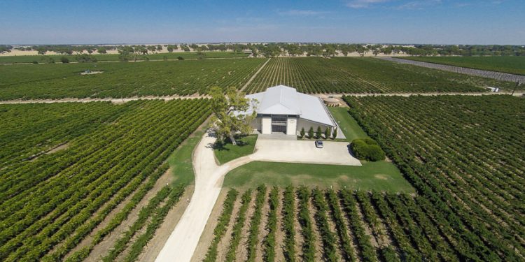 Khám phá vùng trồng nho Coonawarra nước Úc-2