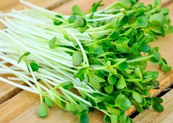 Ăn 'rau nhi đồng'-8